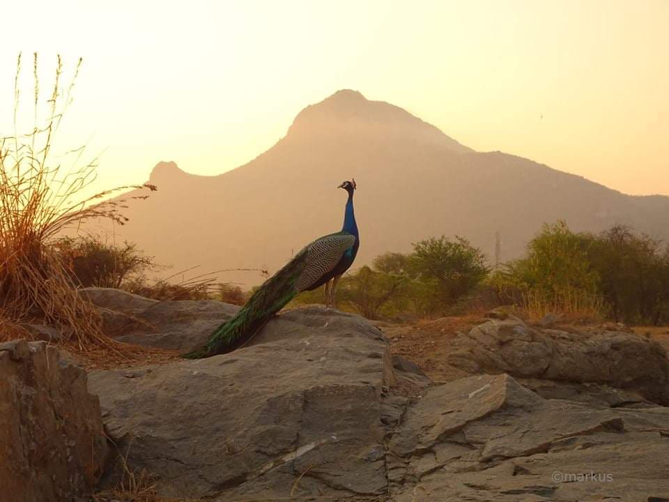 Arunachala, la montagne sacrée, avec un paon